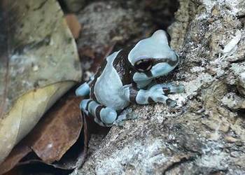 Rzekotka żabia – Trachycephalus resinifictrix