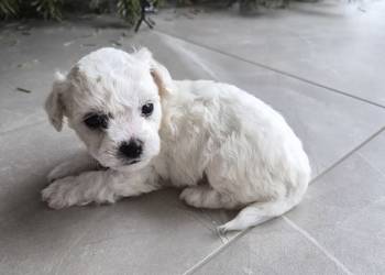 Szczeniaczki Bichon Frise