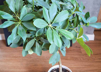Szeflera drzewkowata Schefflera Arboricola Nora 50 cm