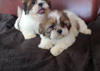 Shih tzu - piękny szczeniaczek