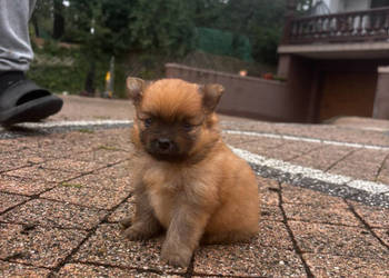 Szpic miniaturowy pomeranian