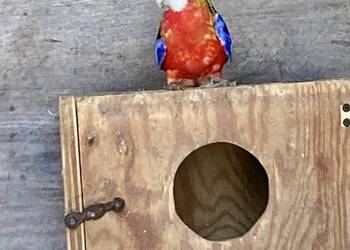 Papugi Rozelle białolice i barabandy