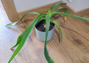 Agawa najdłuższe liście 43cm tak jak na zdjęciu