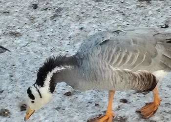 Sprzedam bernikle i tybetańskie