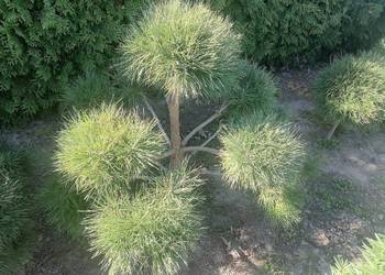 Bonsai