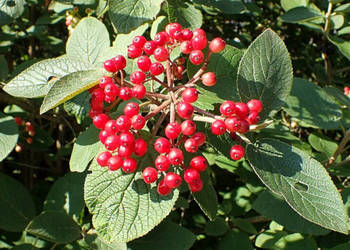 KALINA HORDOWINA Viburnum lantana NASIONA 3000 sztuk - 100g.
