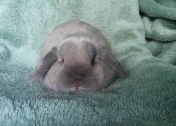 Mini lop seal point piękny reproduktor okazja Kraków dokumenty hodowla