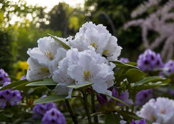 Różanecznik 'Eskimo' /Rhododendron 'Eskimo' C5