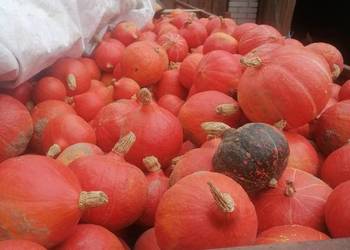 Sprzedam dynie hokaido Sprzedam dynie hokaido