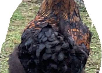 nadwyżka kilku kogutków wychowanych przy domu na ekologicznym pożywieniu