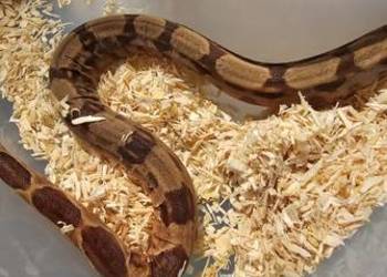 Boa imperator młodziaki 2025 samiczki