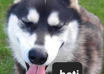 Suczka Syberian husky