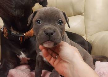 Amstaff - szczenię w  kolorze Blue, Gafit i Black!