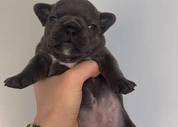 Buldog francuski buldogi niebieskie  blue