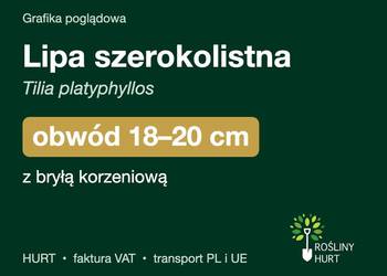 Lipa szerokolistna (Tilia platyphyllos) obwód 18-20 cm, z gruntu – HURT