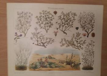 Stara niemiecka rycina z Meyers Lexikon z 1897 roku