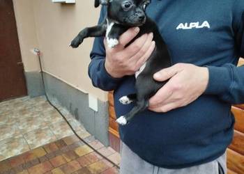 Piesek chihuahua okolice Warszawy gotowe do zmiany domu