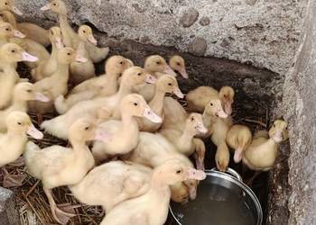 Kaczki białe czerninowe