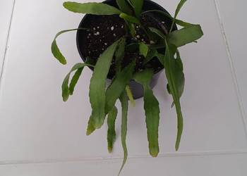 Pseudorhipsalis ramulosa 'Red Coral'