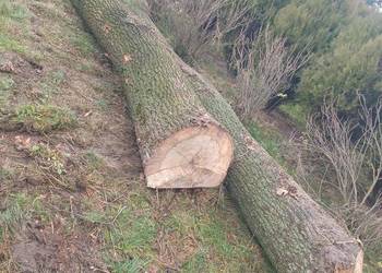 Dąb tartaczny, kłody dębowe, dęby