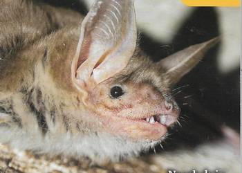 Nocek - duży nocny łowca