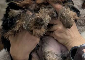 Yorkshire Terrier ZKwP/ FCI  Hodowla EDI STARS