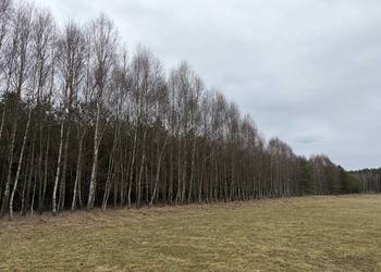 Sprzedam 20 letni las w Koczale o pow. 2,96 ha, powiat człuchowski