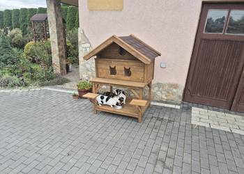 Buda dla kotów