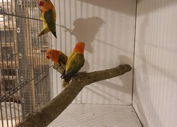 Nierozłączki fischera opale 2025r