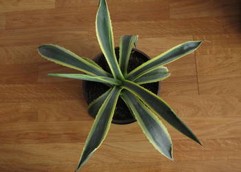 Agawa, sukulent, 45 cm