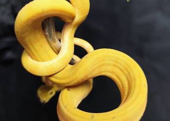 Boa leśny Corallus hortulanus samica CB 2024