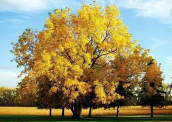 ORZECH CZARNY Juglans nigra NASIONA 10 sztuk - 100g.