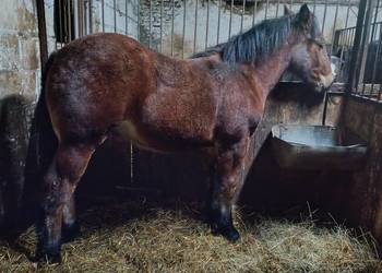 Ogierek zimnokrwisty w typie Sztumskim