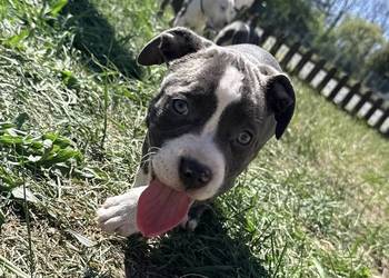 Trzy suczki Amstaff Blue