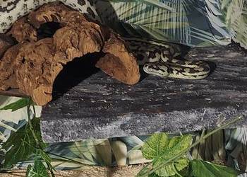 Morelia spilota