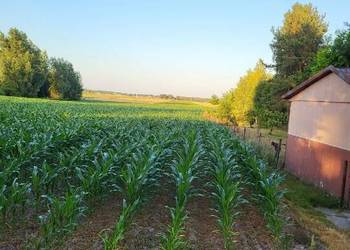 Sprzedam atrakcyjną działkę rolno-budowlaną – ok. 4500 m² Krasne-Kosów