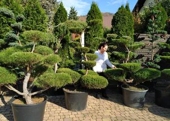 NIWAKI- Bonsai Szkólka- Ustroń woj. śląskie