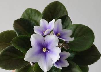 Sprzedam sadzonkę fiołka odmiany Leo Zvezda Ulugbeka.