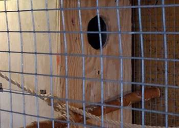 Sprzedam rozelle królewskie