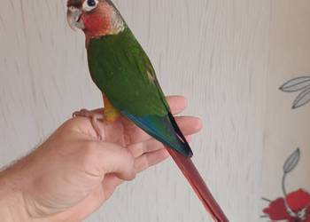Papugi rudosterki ręcznie karmione