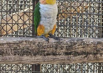 Barwinka czarnogłowa