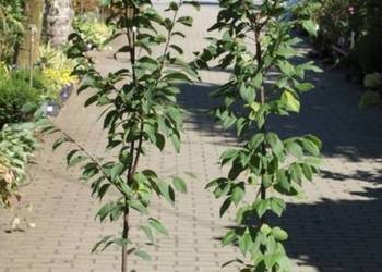 Grab Lucas mega sadzonka idealny na żywopłot