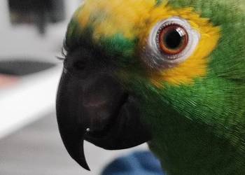 Sprzedam Amazonkę