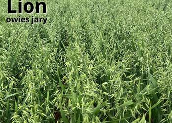 Owies jary Lion kwalifikowany C1