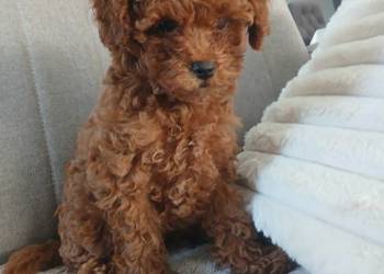 Pudel Miniatura Red samica