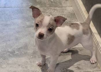 Chihuahua piesek merle z biały