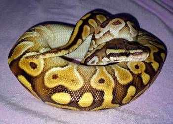 Python regius, pyton królewski - Lesser Pastel YB 50% het Clown, Albino