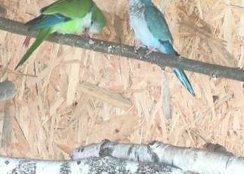 Mnicha nizinna Mnicha nizinna