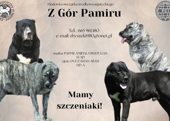 Owczarek Środkowoazjatycki