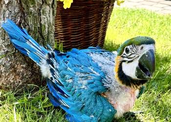 Papuga Ara Ararauna Pupile